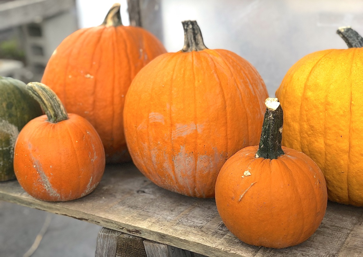 How to make homemade pumpkin puree via @kingarthurflour
