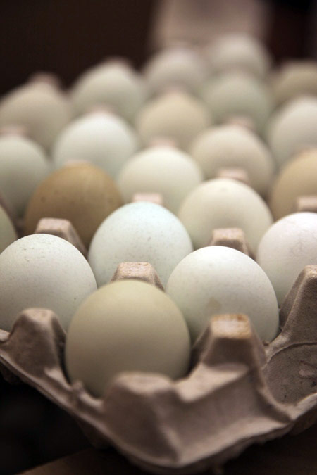 eggs