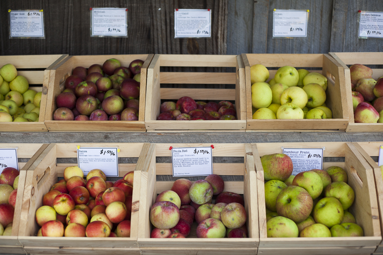 Apple Pie-killdeerdisplay