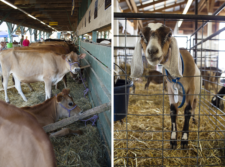 NY County Fair-1