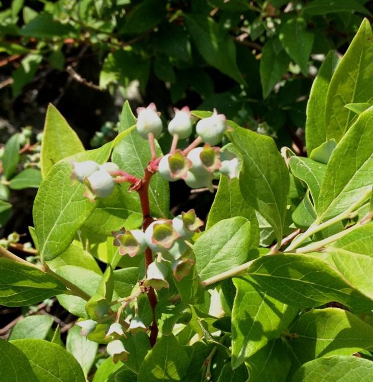 wild blueberry pie via@kingarthurflour
