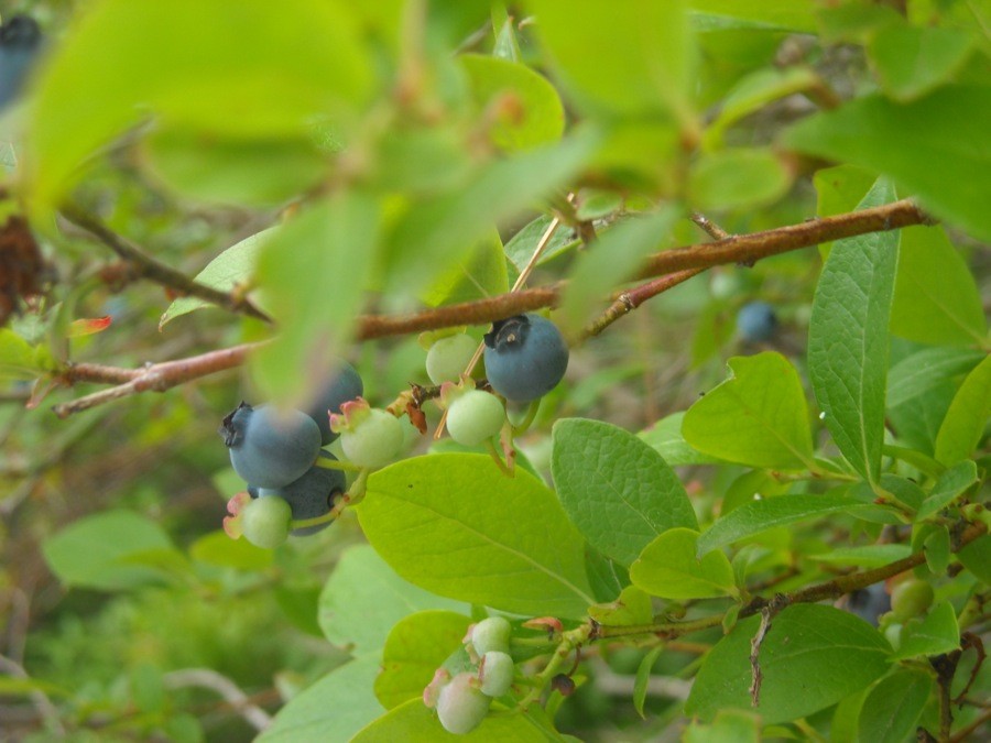wild blueberry pie via@kingarthurflour
