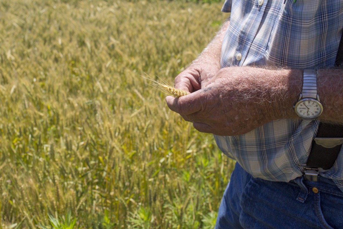 Identity-preserved wheat via @kingarthurflour