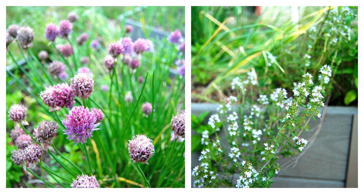 Easy Herb Biscuits via @kingarthurflour