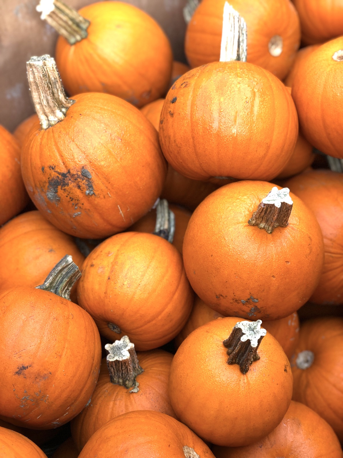 Bin of sugar pumpkins at a garden center.