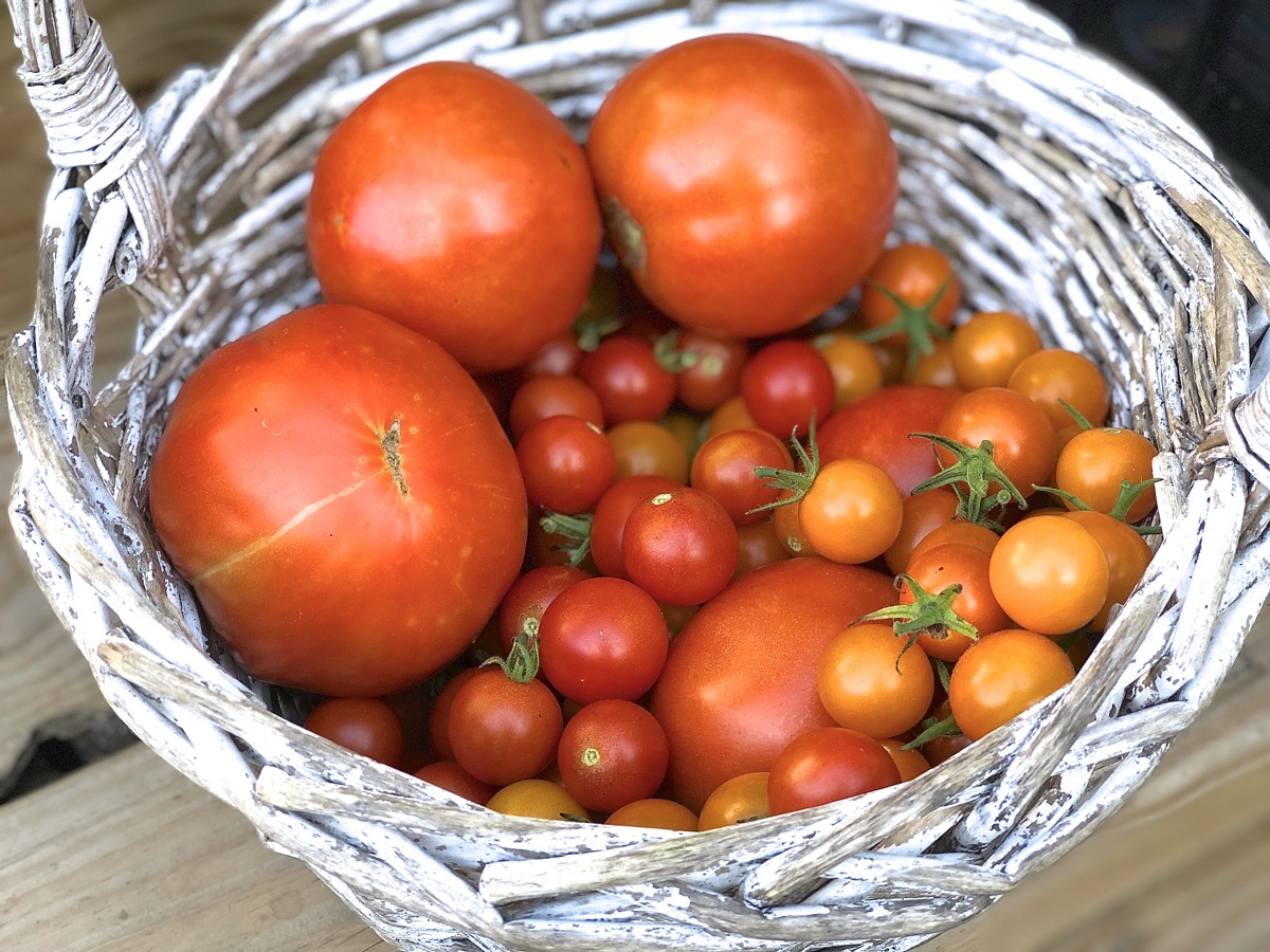 A basket of just-picked full-size and cherry tomatoes.