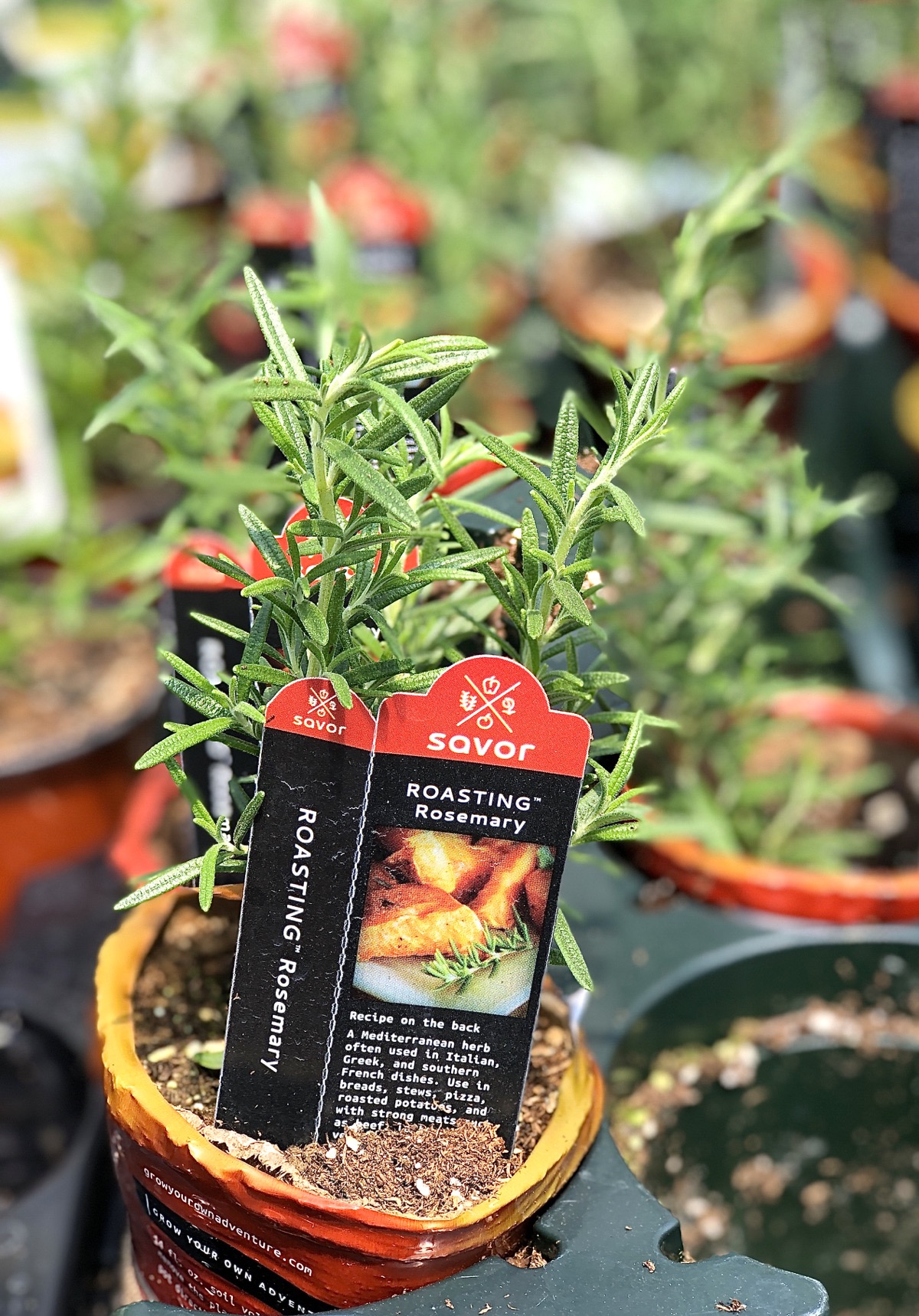 Pots of rosemary seedlings lined up at a garden center.