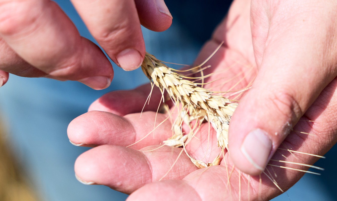 A farmer holding a piece of wheat