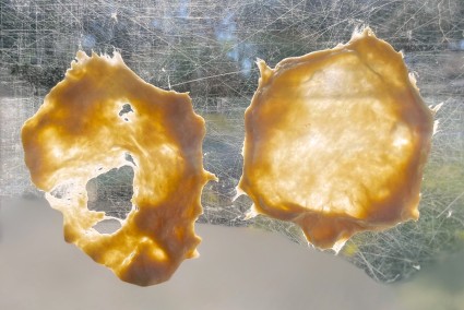 Two pieces of dough stretched thin: one torn, one whole and translucent.